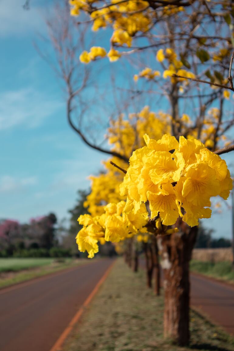 La flor del tajy amarillo es de gran belleza y delicadeza. Es también efímera, dura unas pocas semanas, entre agosto y septiembre.