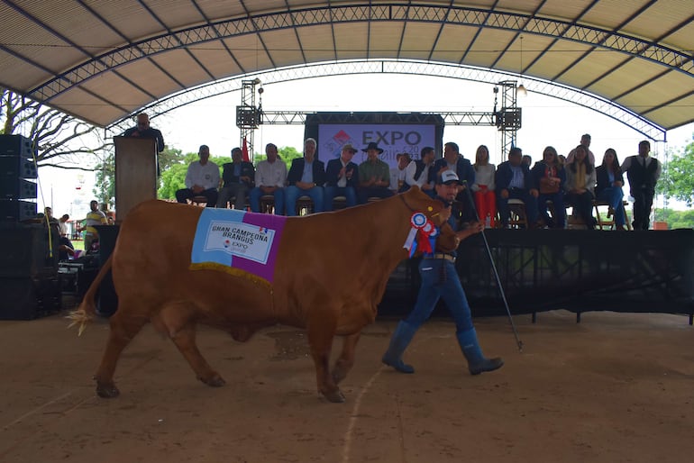 Desfile de grandes campeones de la raza Brangus en la Expo Guairá.