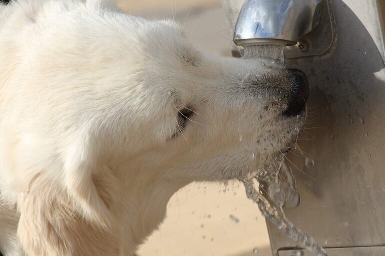 El agua es importante para que el organismo de nuestras mascotas tenga un equilibrio y funcionamiento normal.