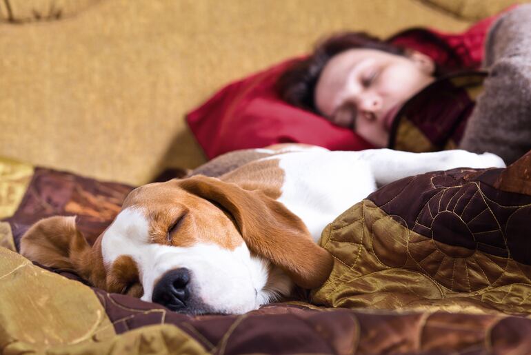 Cuando hace frío se vuelve más tentador invitar al perro a subirse a la cama.