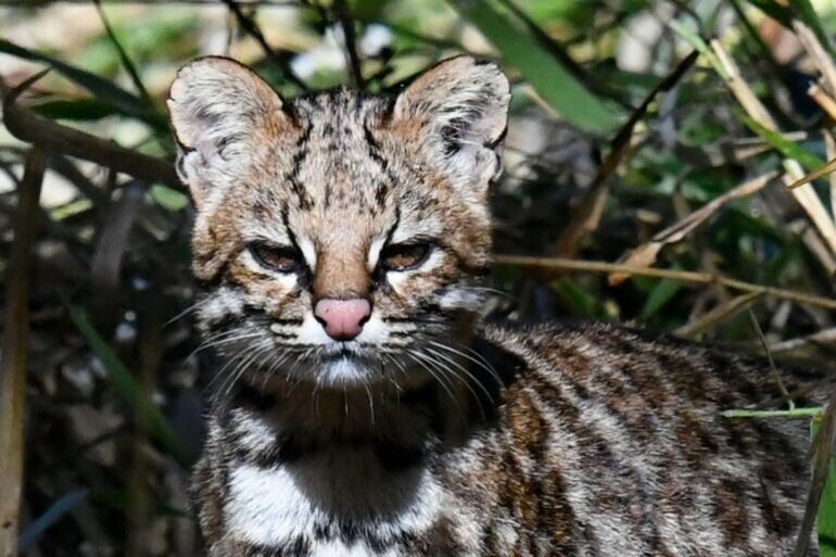 El tirica, una de las especies de felidos más pequeñas de Latinoamérica.  Foto: © pimentavix – iNaturalist.