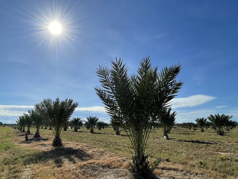 Plantación de dátiles en el Chaco.