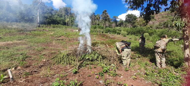 En total fueron destruidos al menos 12 mil 750 kilos de marihuana y todos los elementos utilizados en la producción.