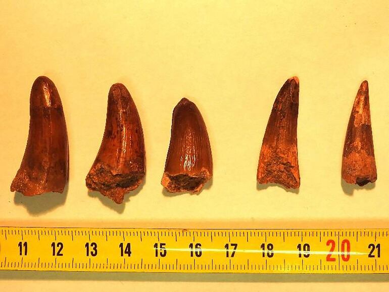 Foto proporcionada por la 'Brigade des douanes de Menton', DGDI Aduanas Francesas,  muestra dientes fosilizados de dinosaurio encontrados por agentes de aduanas de Menton en dos paquetes transportados por un camión de carga exprés en el sur de Francia.