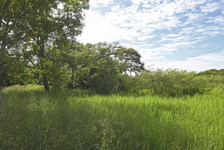 Biólogo manifestó que predio de Parque Guasu debe ser revitalizado pero no mediante la construcción de un edificio. 