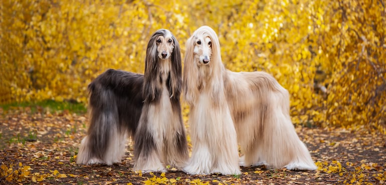 Dos perros de raza Afghan Hound.