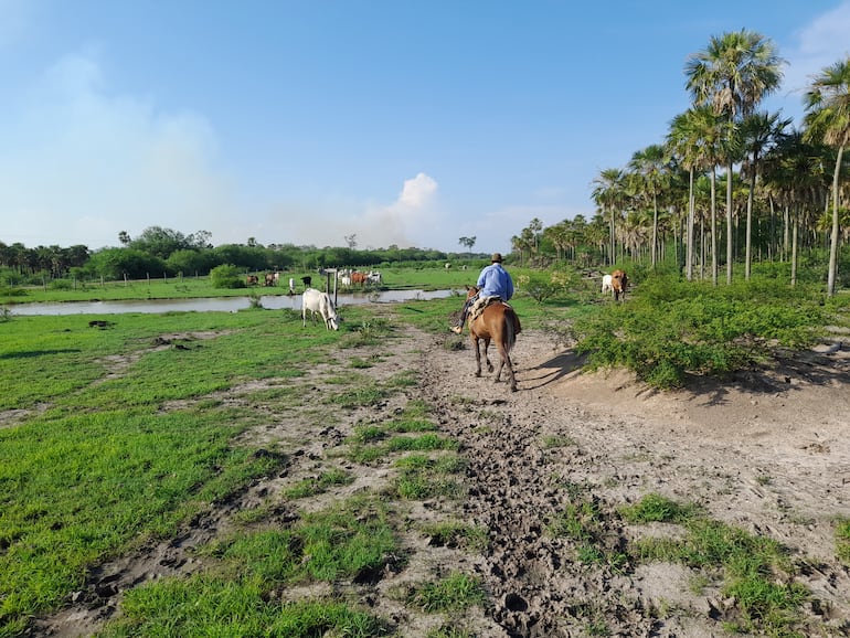 La lluvia favorece al sector de la ganadería en el Alto Paraguay