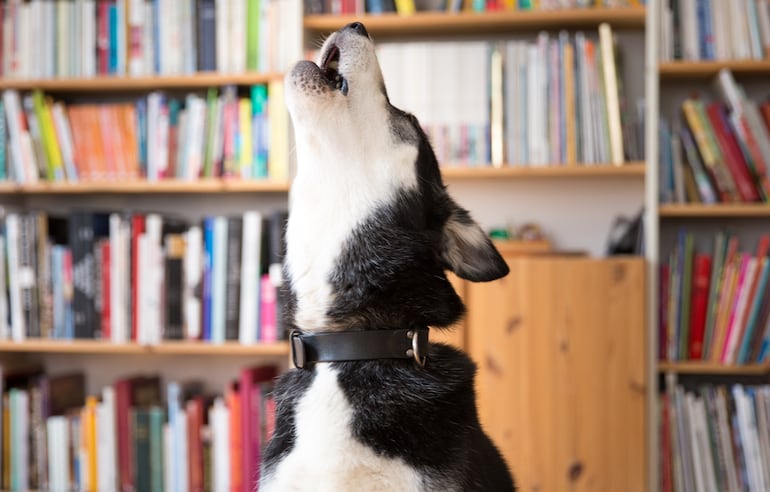 Muchos perros hacen sentir ruidosamente cómo se sienten al quedar solos.