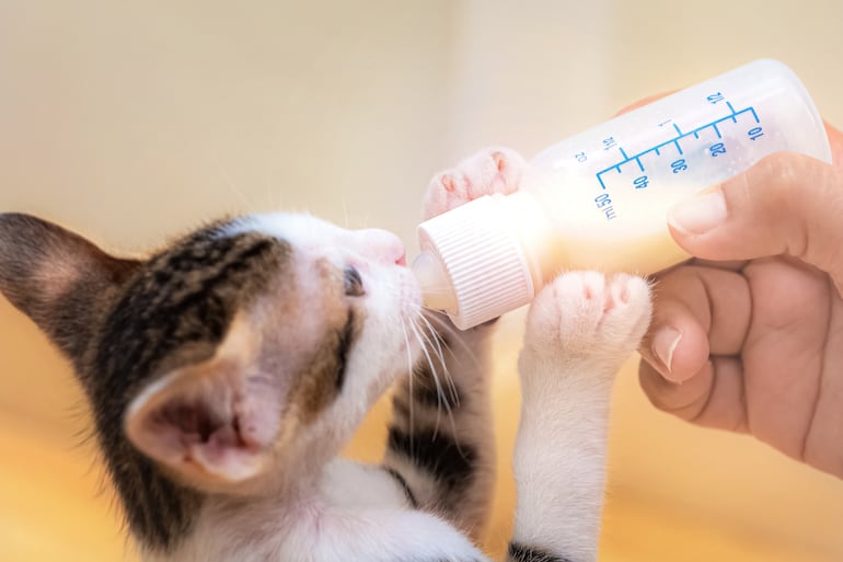 Gatito tomando leche de una mamadera.