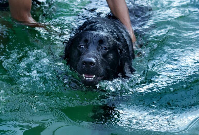 La domesticación no es el único motivo por el que el cerebro de los perros es más pequeño que el de su antepasado, el lobo, sino que hay otras presiones ecológicas y evolutivas que pueden tener un efecto similar en otras especies de canes salvajes.