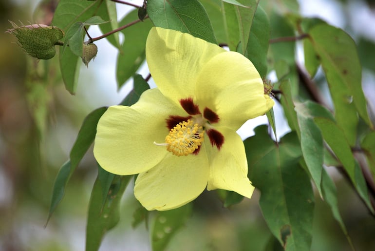 Una flor del algodón de Darwin (gossypium darwinii), en el cerro Tijeretas de la isla San Cristóbal, la más oriental de las Islas Galápagos (Ecuador). El tesoro genético de las Islas Galápagos (Ecuador).