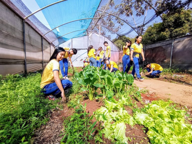 Cuidan con esmero los cultivos de acelga, lechuga y hierbas frescas en el invernadero escolar.