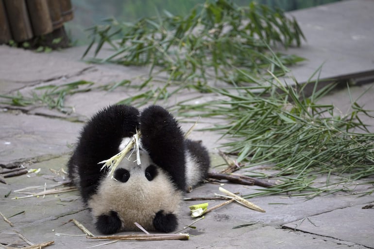 Panda gigante come bambú. 