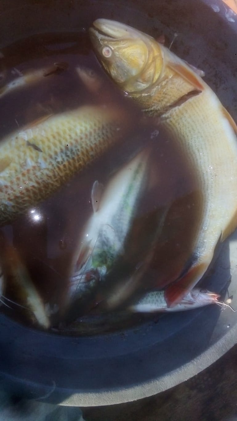 Hasta en bolsas los pobladores se alzaron con los peces que aparecieron muertos a orillas del cauce hídrico.