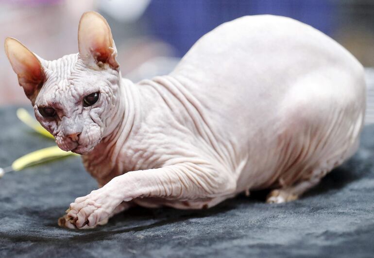 Un gato de la raza Don sphynx.
