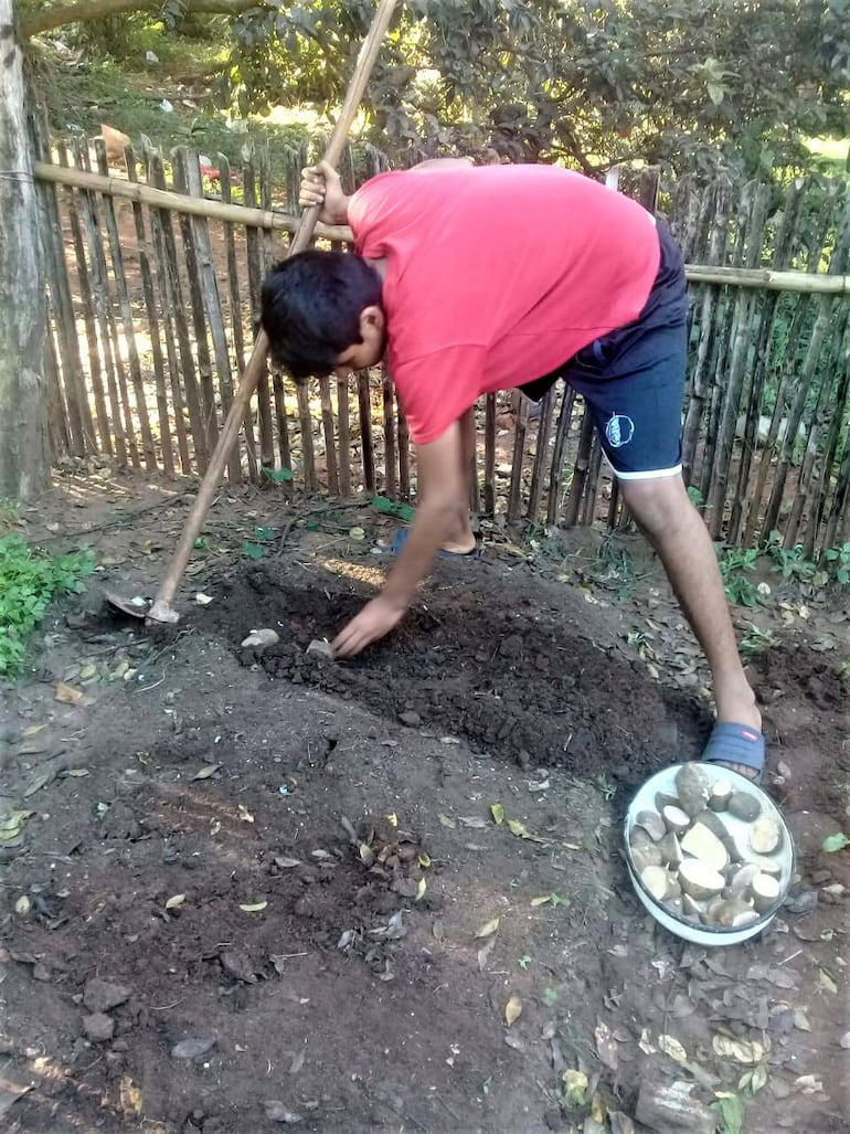 Del cultivo de 500 kilos de papa en las huertas familiares se aguarda tener un rendimiento productivo de 5.000 kilos.