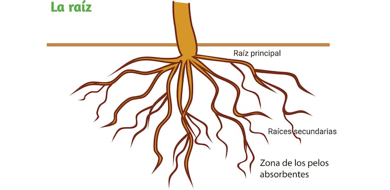 Funciones de los órganos vegetales: la raíz.