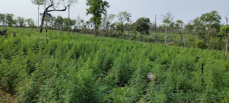 Plantaciones de marihuana detectadas por la Senad en el área rural de Bella Vista Norte, departamento de Amambay.