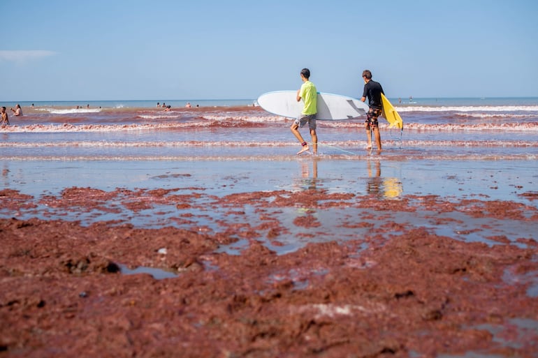 Surfistas caminan entre algas rojas en la playa de Mar del Plata, provincia de Buenos Aires.