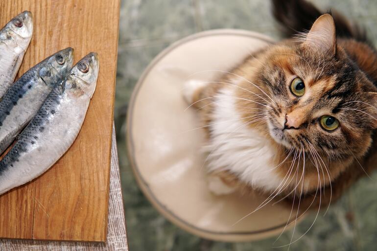 El pescado crudo puede contener bacterias, por lo que no es del todo seguro para tu gato.