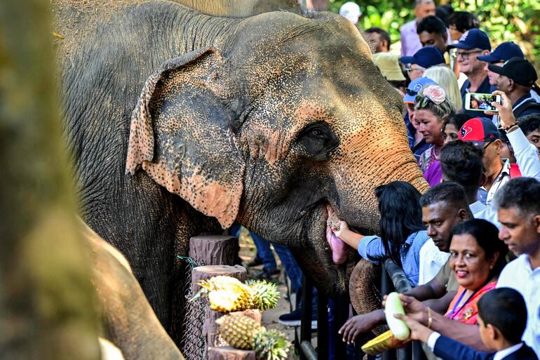 Los visitantes alimentan con frutas a los elefantes en el Orfanato de Elefantes de Pinnawala en Pinnawala el 16 de febrero de 2025. El principal orfanato de elefantes de Sri Lanka celebró su 50º aniversario el 16 de febrero con un festín de frutas para los 68 paquidermos del emblemático centro, considerado el primer hogar de cuidado del mundo para elefantes en situación de desamparo.
