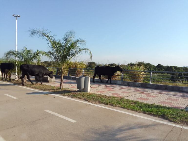 Un grupo de vacas estaban peligrosamente sueltas en la Costanera de Asunción.