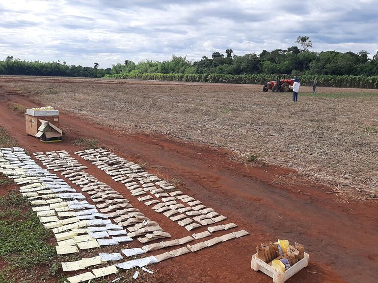 Campo de experimentacióin del Instituto de Tecnología Agraria (IPTA), en  Yhovy, Canindeyú; con la siembra de ensayos oficiales del programa del Trigo.