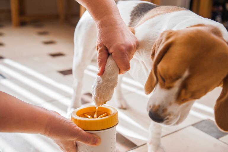 Para que no metan suciedad a la casa, es conveniente limpiar las patitas del perro antes de entrar.