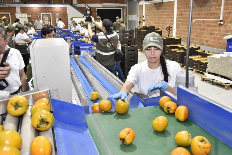 Realizan exportación de caquis al mercado europeo.