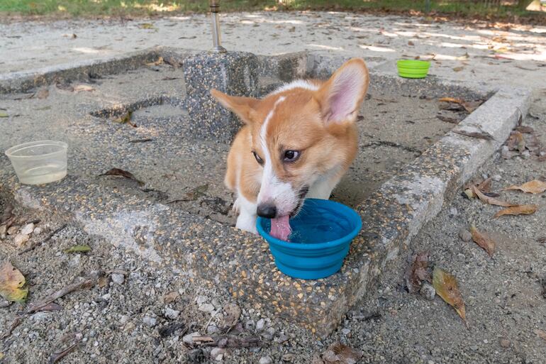 Si hace mucho calor o el paseo será largo es importante llevar un platito plegable para darle agua o comida al perro.