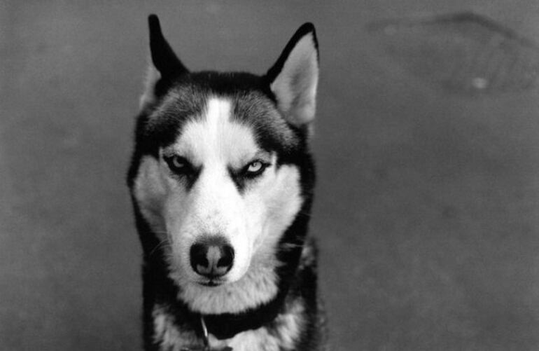 Verdad o consecuencia es el título de esta fotografía tomada por Elliot Erwitt en Nuevo México, Estados Unidos en 1998.