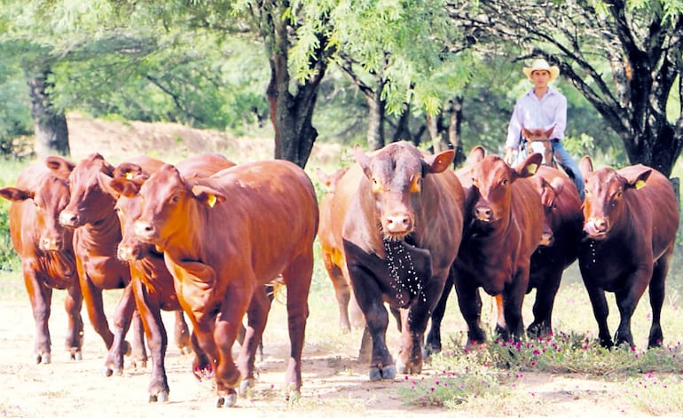 Paraguay está posicionado como uno de los países con mejor producción ganadera en el mundo, sin embargo, en los últimos 2 años hemos bajado nuestro hato en casi 800.000 cabezas.