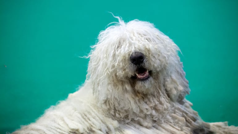 Perro Komondor.