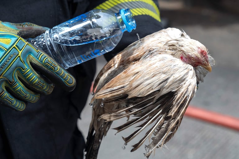 Un bombero vierte agua sobre un pollo herido tras un incendio en un mercado de mascotas junto al mercado de Chatuchak en Bangkok.