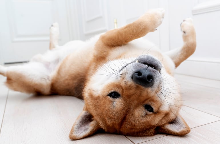 Perro Shiba Inu.