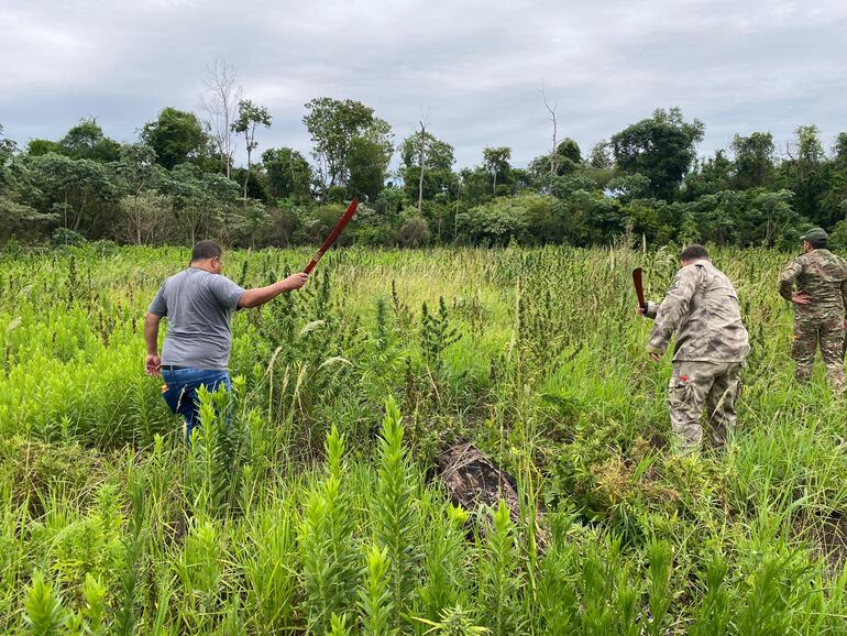 Los agentes antinarcóticos cuando destruían el cultivo de marihuana.