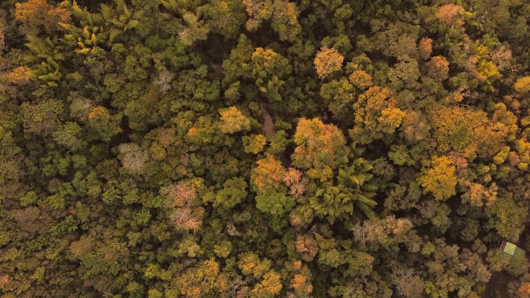 Sueñolar trabaja en la conservación del bosque Kepuku.