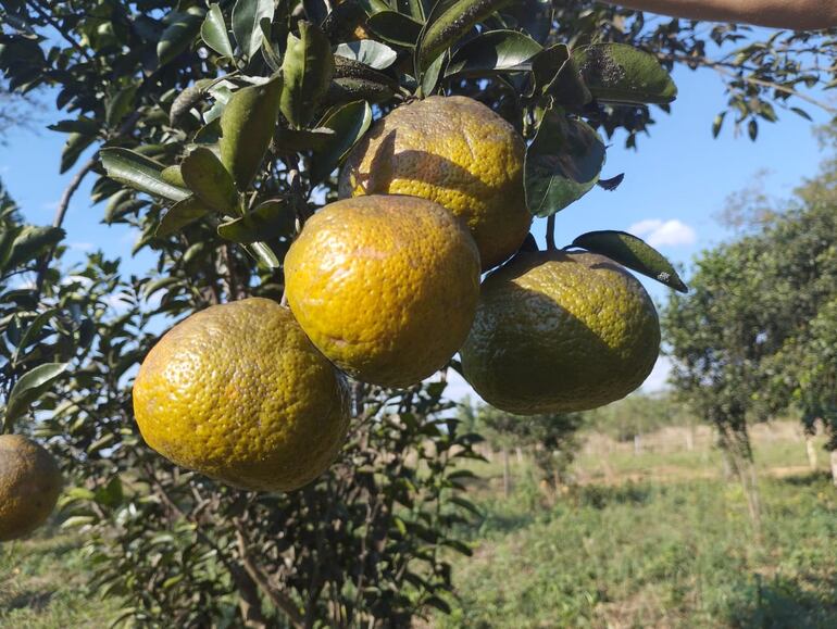 Los interesados en adquirir el producto pueden llegar hasta la misma finca de la familia Duarte