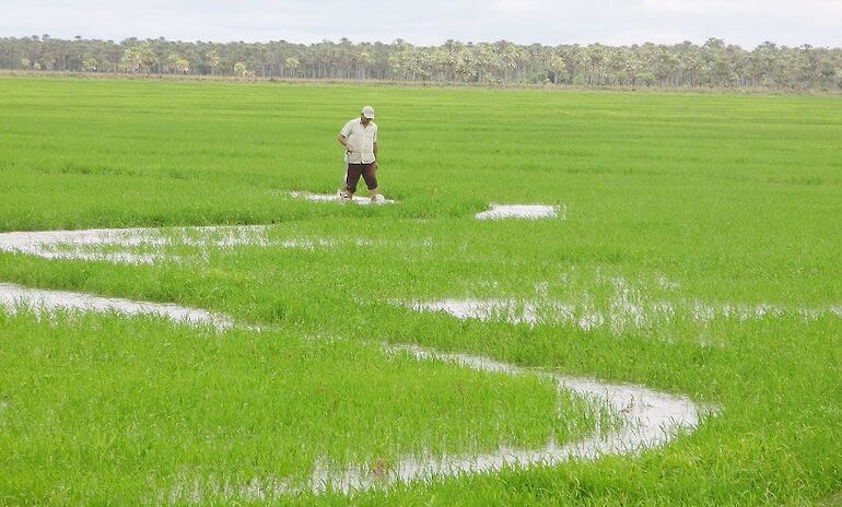 Cultivo de arroz en Paraguay. (archivo)