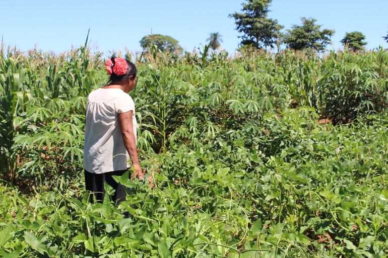 DE USO EXCLUSIVO PARA EL ESPECIAL. Miembros de la comunidad indígena Ka ́aty Miri San Francisco, ubicada en Caapibary, San Pedro, a unos 240 kilómetros de Asunción. Los integrantes logran salvar sus cultivos de yerba y plantaciones de variados productos para venta y autoconsumo, en medio del avance del monocultivo de soja, el uso de venenos dañinos y la cruda sequía que afecta a la zona.