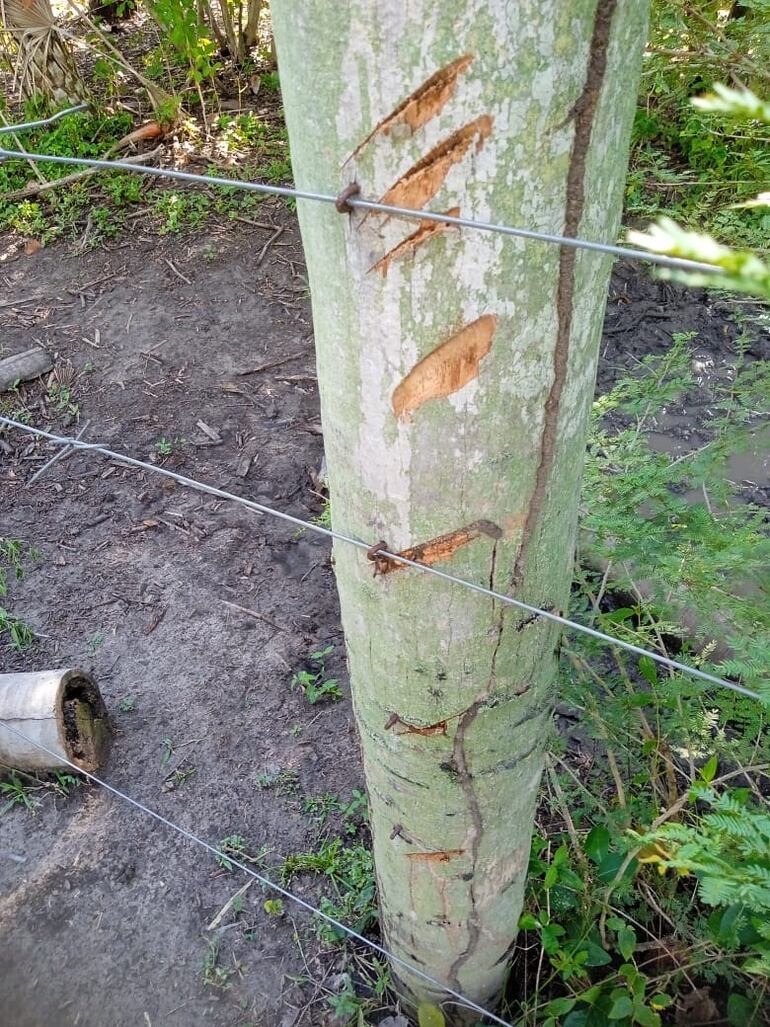 Por el poste quedan rastros de cómo cortaron los alambres, que después fueron renovados por el dueño para evitar la perdida de sus animales.