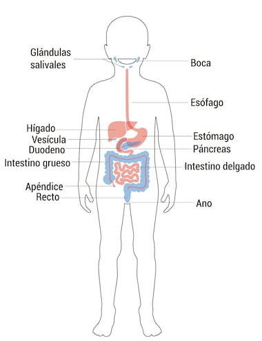 Aparato digestivo