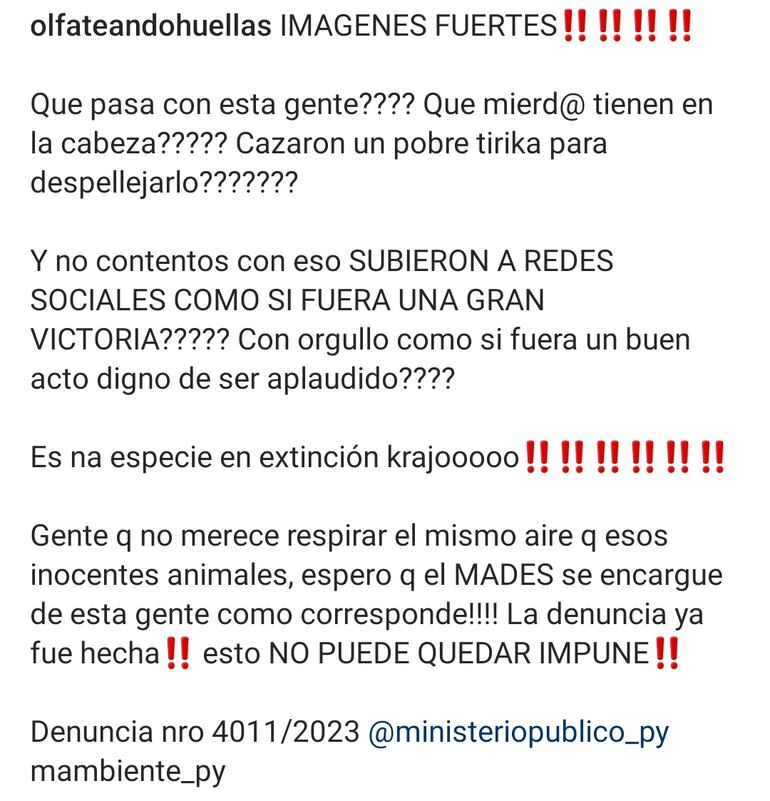 Indignación en redes sociales por el tiríka cazado y despellejado. (Fuente X).