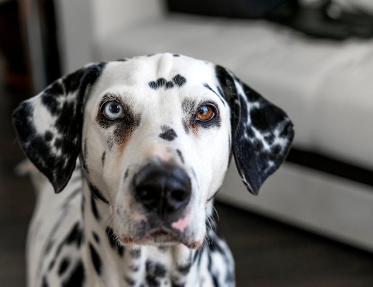 Perro dálmata con heterocromía.