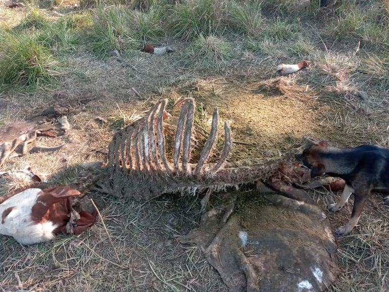 Animal vacuno robado y afaenado de manera clandestina en Benjamín Aceval.