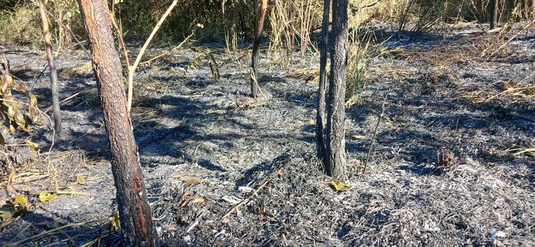 troncos quemados por el incendio