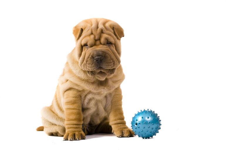 Perro de raza Shar Pei.