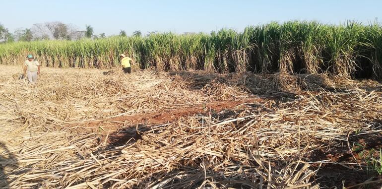 La Unión Industrial Paraguaya mencionó que el sector cañero enfrenta desafíos significativos, entre los cuales destaca el contrabando.