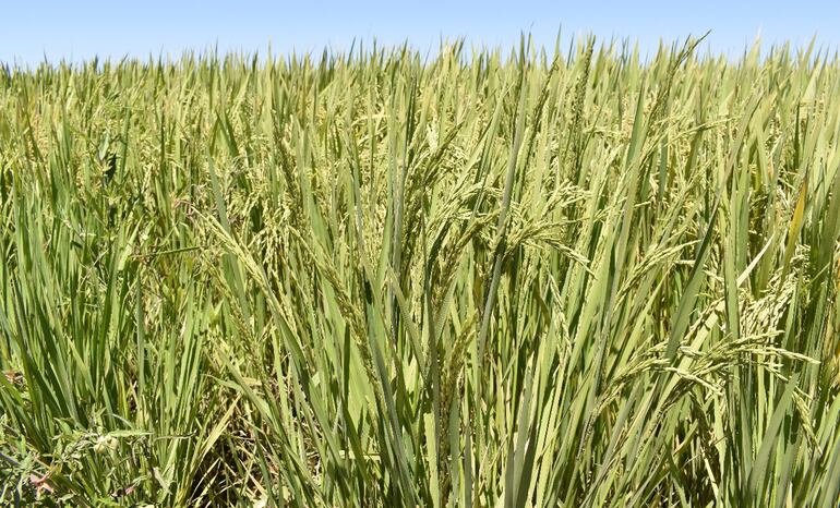 La producción de arroz sigue creciendo en Paraguay, en diversas zonas de la Región Oriental. Incluso ya avanza hacia la Región Occidental.