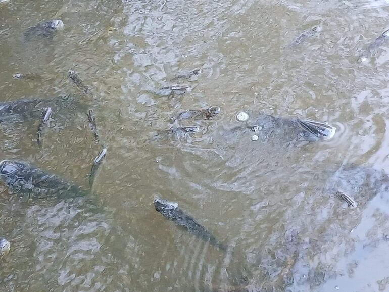 Denuncian mortandad de peces en el arroyo Caañabé de Carapeguá.